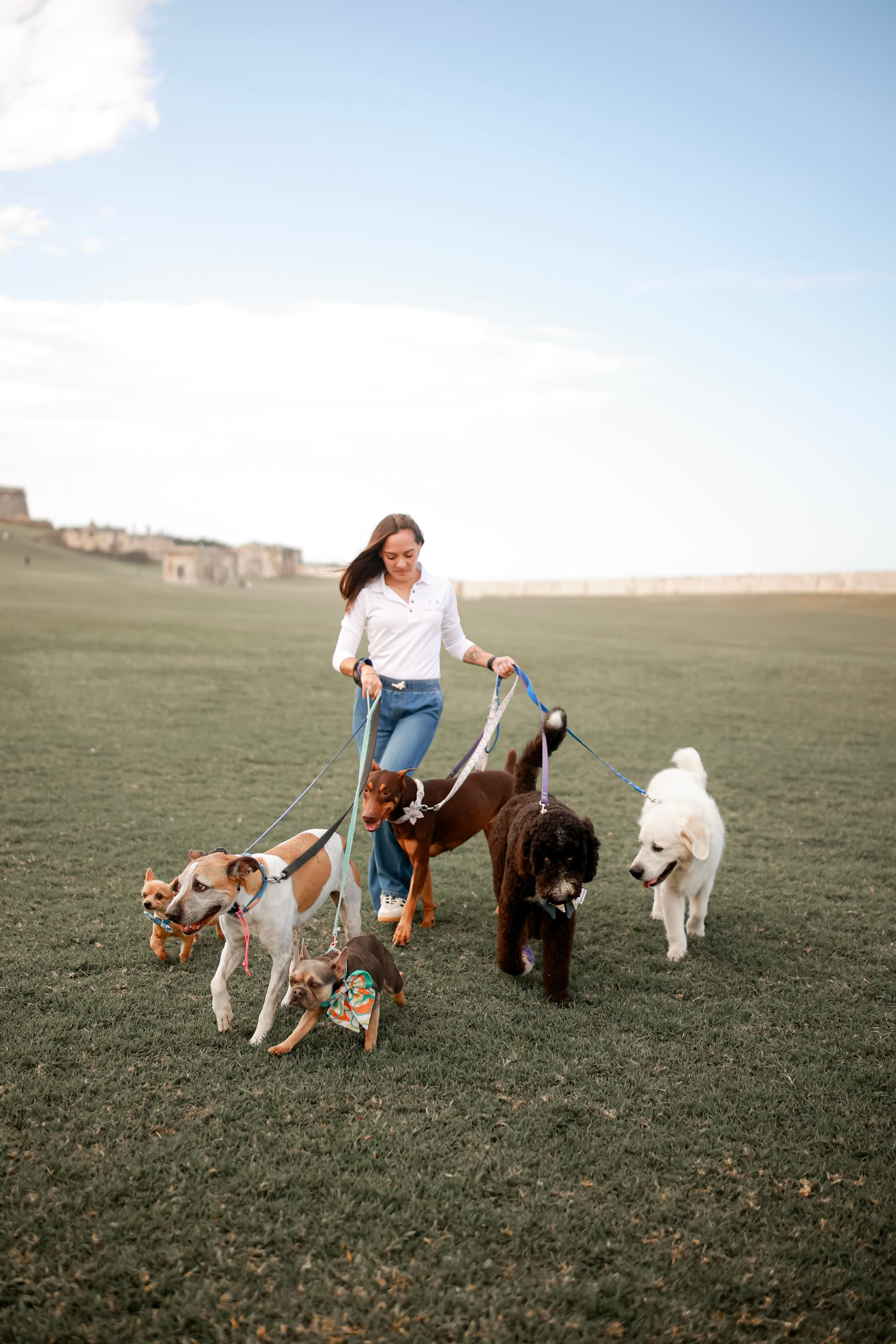 Anayla paseando a seis perros de diferentes tamaños y razas con correa por un campo abierto cerca de un fuerte histórico de Puerto Rico