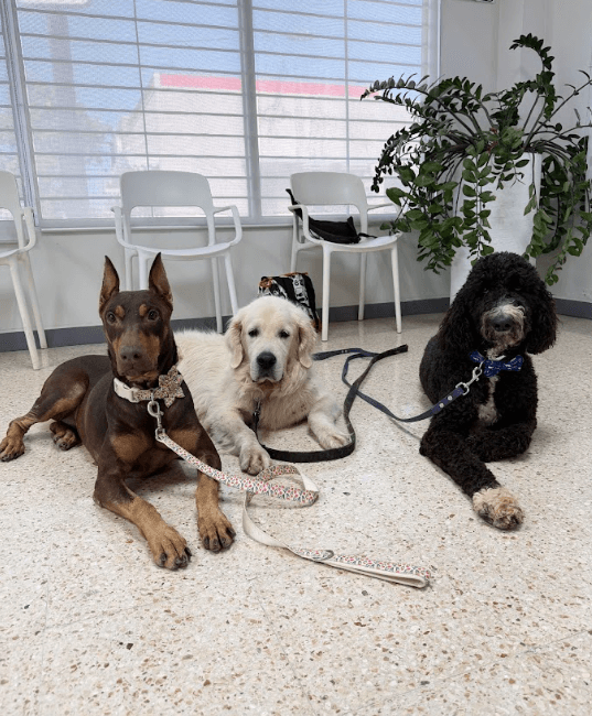 Un doberman, un golden retriever y un caniche negro descansando tranquilamente juntos con sus correas en una sala de espera de entrenamiento